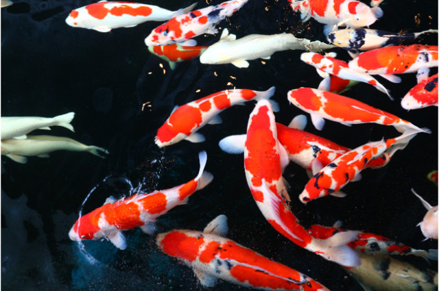 Potencial de produção de peixes ornamentais no Brasil